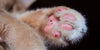 Should you declaw your cat? - BestBuddyStore