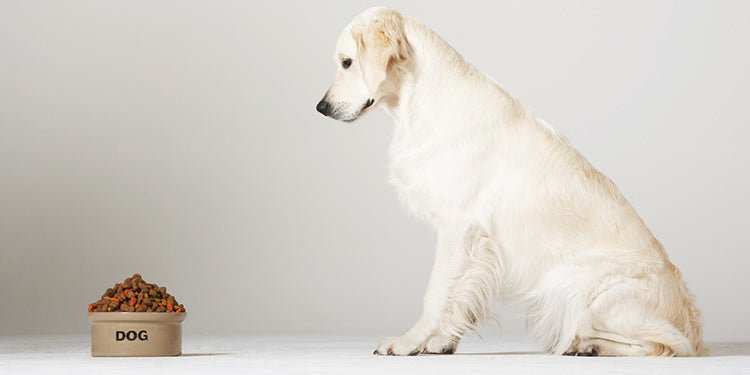Switching to a New Dog Food Recipe? - BestBuddyStore
