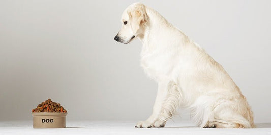 Switching to a New Dog Food Recipe? - BestBuddyStore