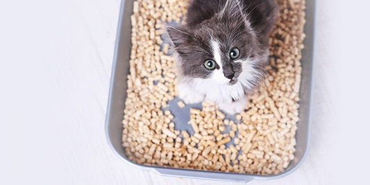 Teaching your cat to use the litter box? - BestBuddyStore