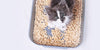 Teaching your cat to use the litter box? - BestBuddyStore