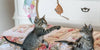 The Power of Your Cat's Playtime - BestBuddyStore