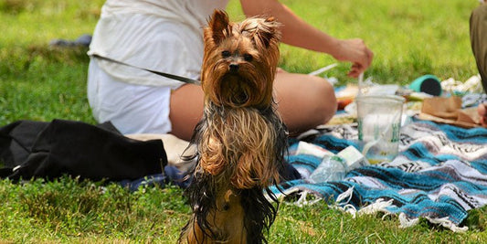 Tips for BBQs AND Picnics With Your Dog - BestBuddyStore