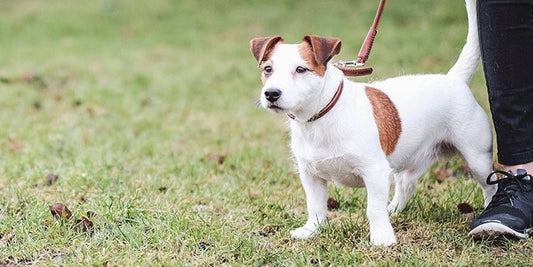 Tips to Teach Your Dog Loose Leash Walking - BestBuddyStore