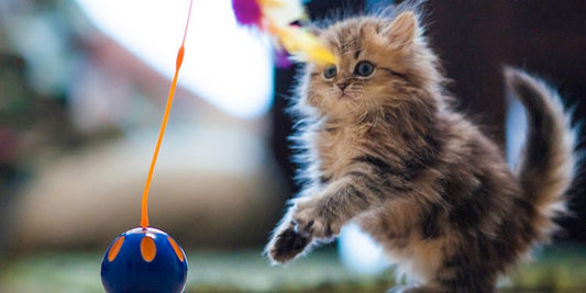 Welcome Home Your New Kitten - BestBuddyStore