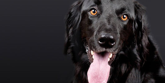 What Should I Feed My Dog for Shinier Coat? - BestBuddyStore