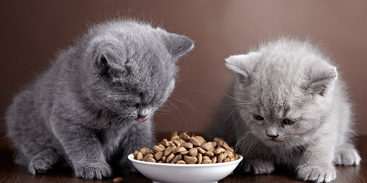 What should I feed my new kitten? - BestBuddyStore