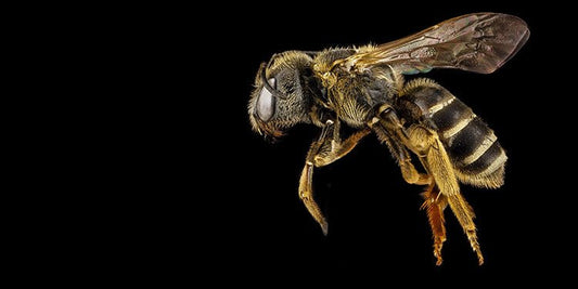 What to Do if Your Dog Gets Stung - BestBuddyStore