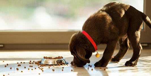 What to Feed Puppies - Puppy Basic Nutrition - BestBuddyStore