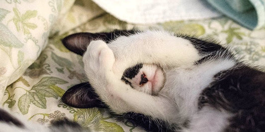 Why are some cats shy? - BestBuddyStore