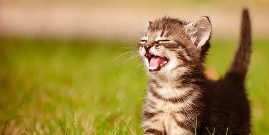 Why Do Cats Meow, and What Do They Mean? - BestBuddyStore