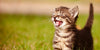 Why Do Cats Meow, and What Do They Mean? - BestBuddyStore