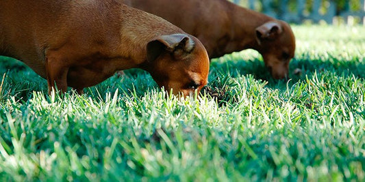 Why is my dog eating grass? - BestBuddyStore