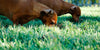 Why is my dog eating grass? - BestBuddyStore