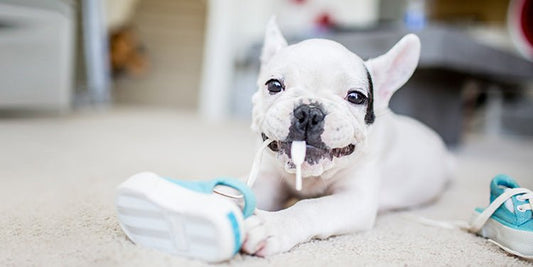 Your new puppy is home. Now what? - BestBuddyStore