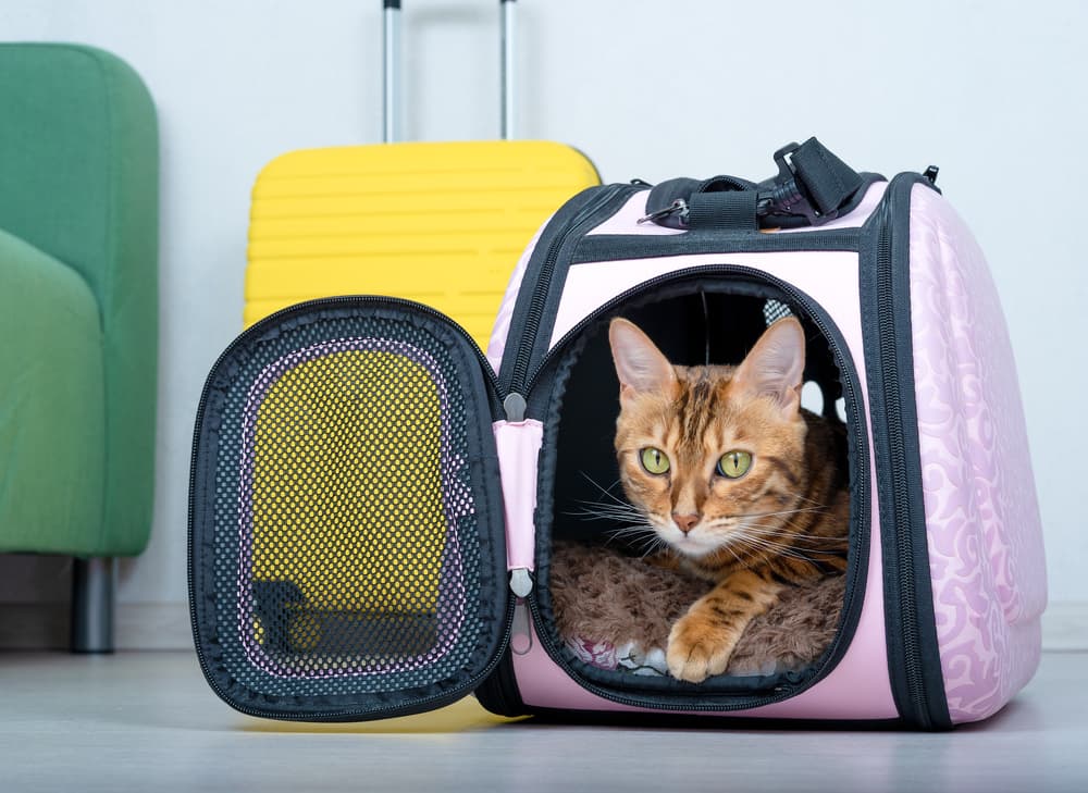 Cat Carriers & Travel - BestBuddyStore