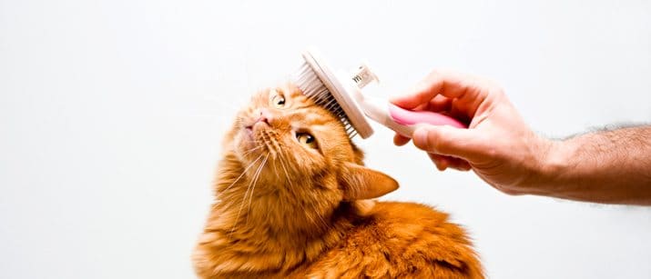 Cat Grooming - BestBuddyStore