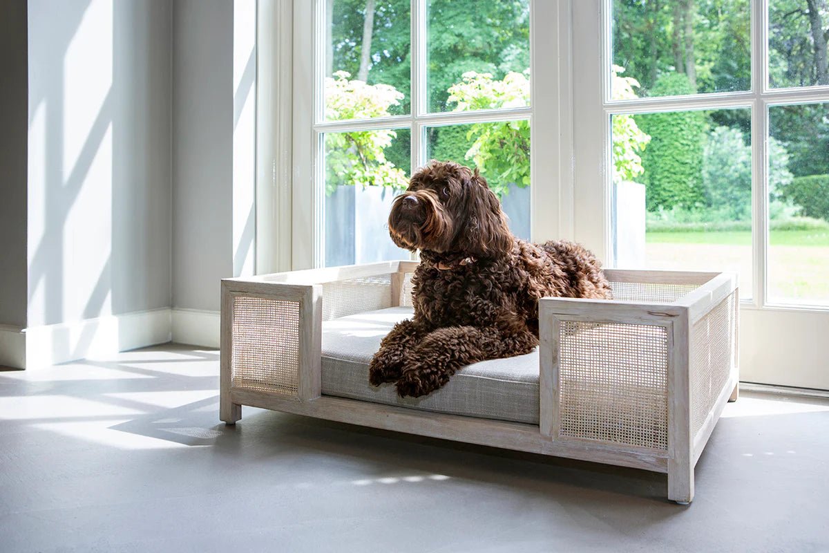 Dog Beds & Furniture - BestBuddyStore