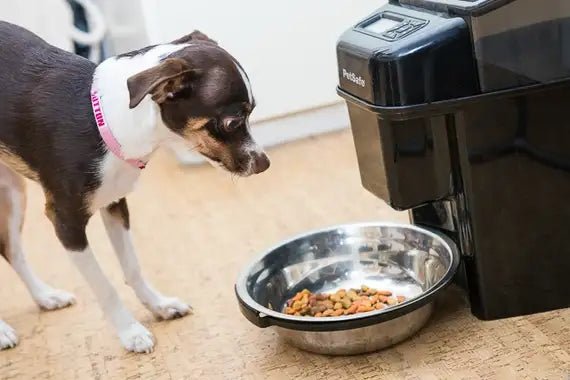 Dog Bowls & Feeders - BestBuddyStore