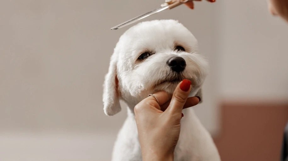 Dog Grooming - BestBuddyStore