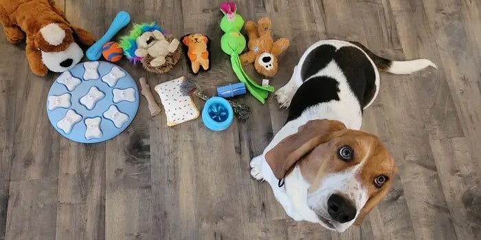 Dog Toys - BestBuddyStore