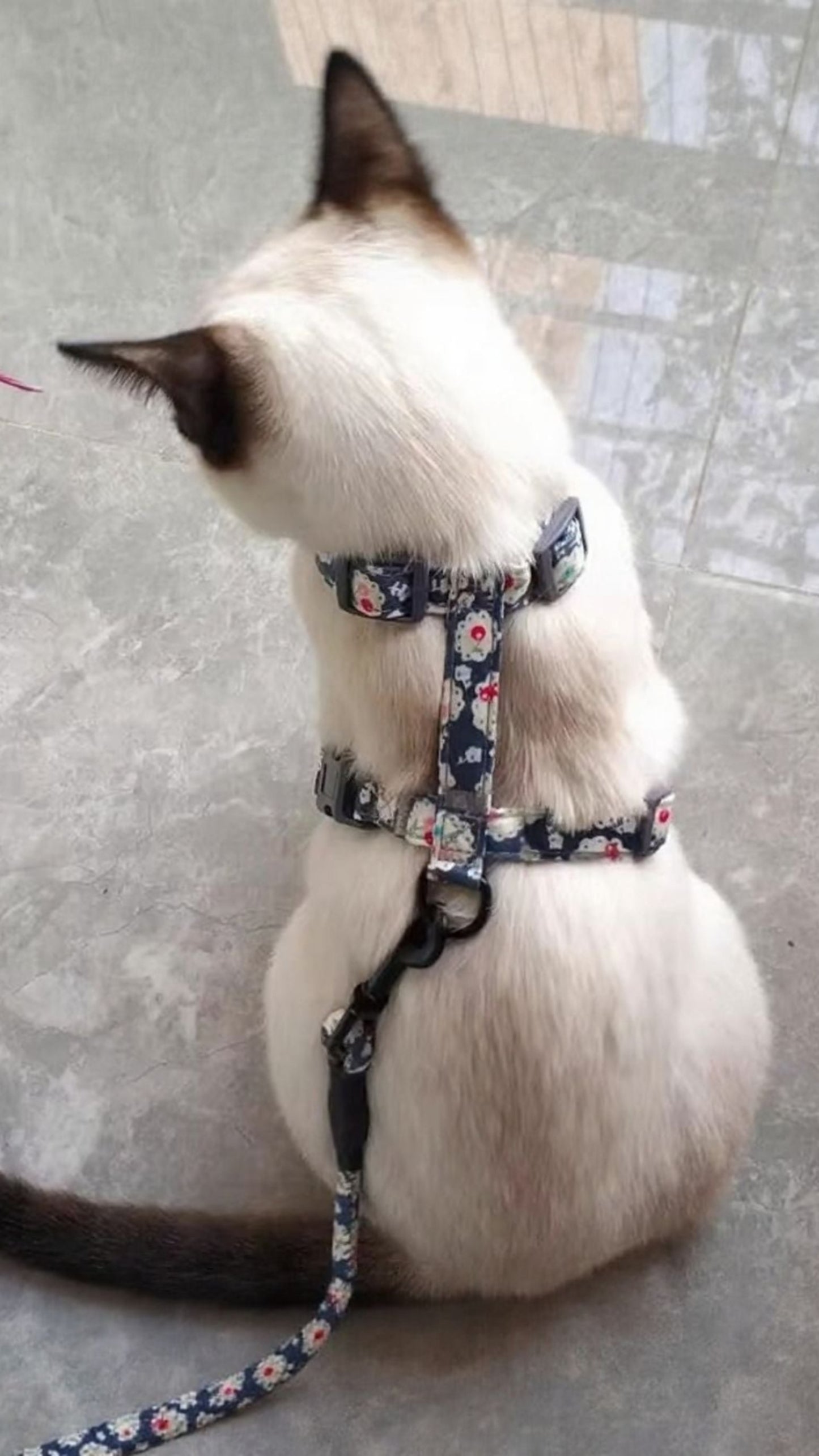 Escape-Proof Cat Harness & Leash Set