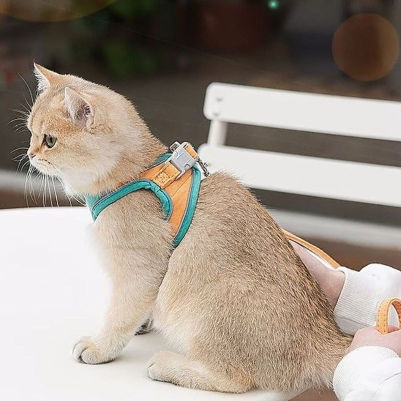 Escape-Proof Cat Harness and Leash Set