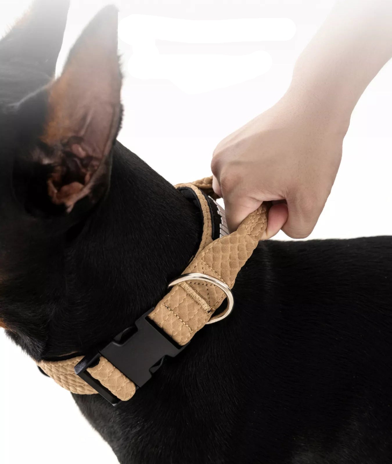 Martingale Dog Collar – Neck Guard, No-Escape