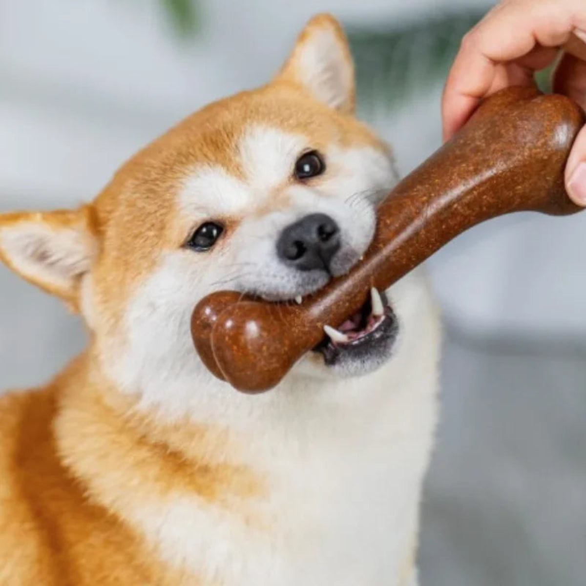 Natural Wood Dog Chew Bone Toy