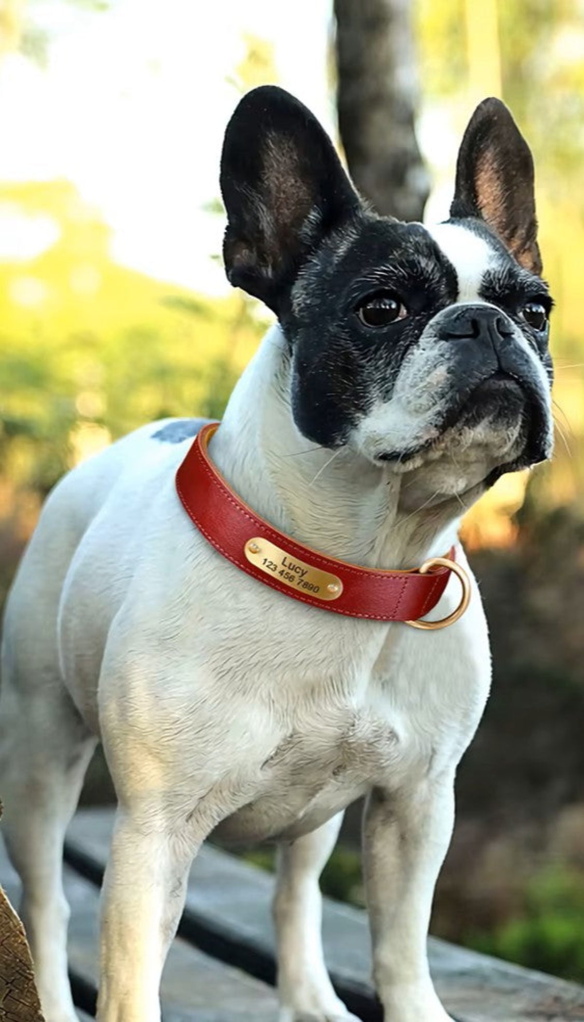 Personalized Leather Dog Collar - Free Engraving