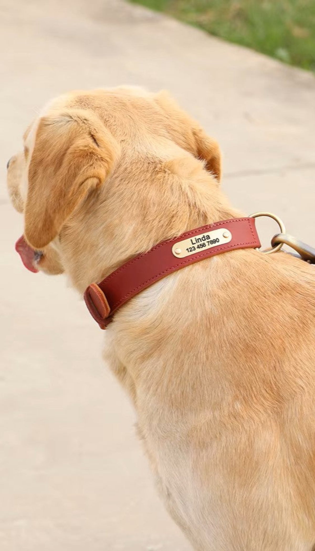 Personalized Leather Dog Collar - Free Engraving