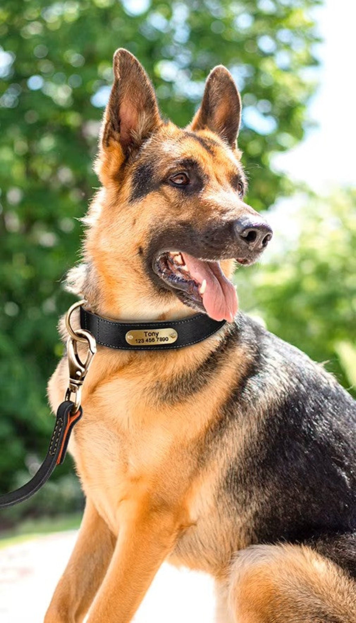 Personalized Leather Dog Collar - Free Engraving