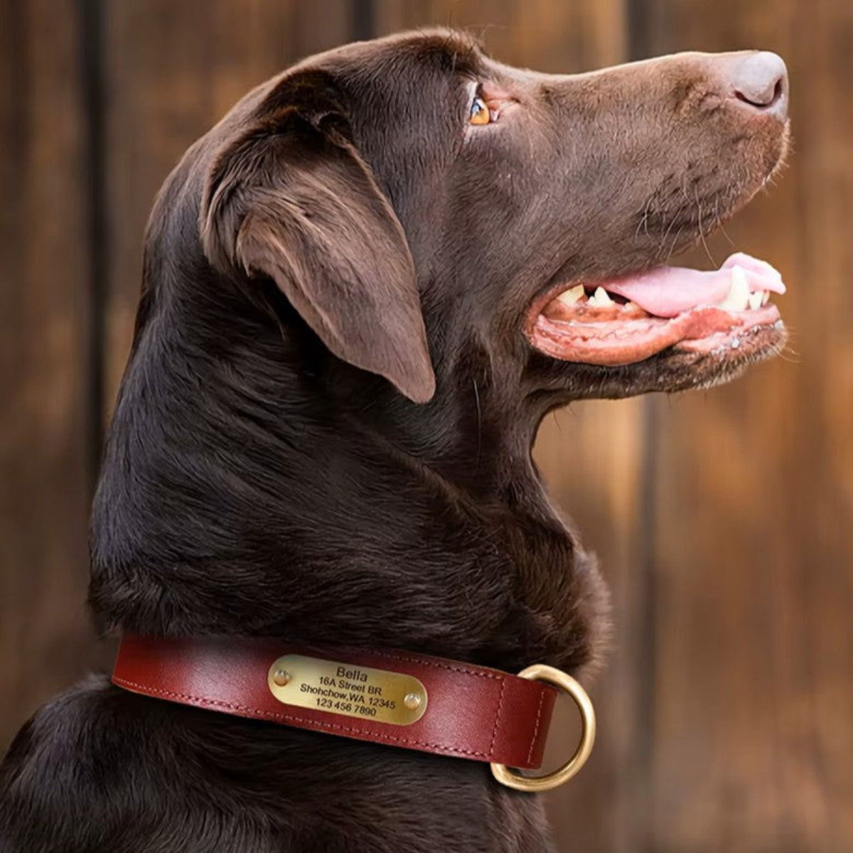 Personalized Leather Dog Collar - Free Engraving