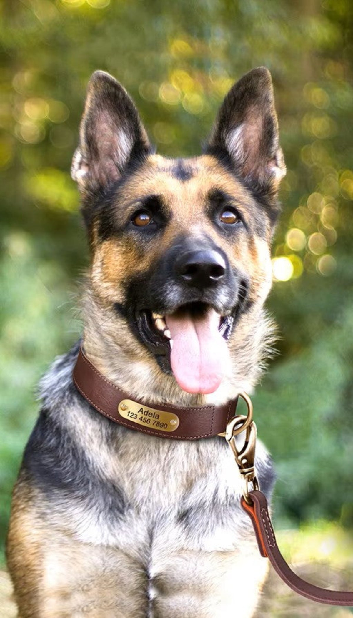Personalized Leather Dog Collar - Free Engraving