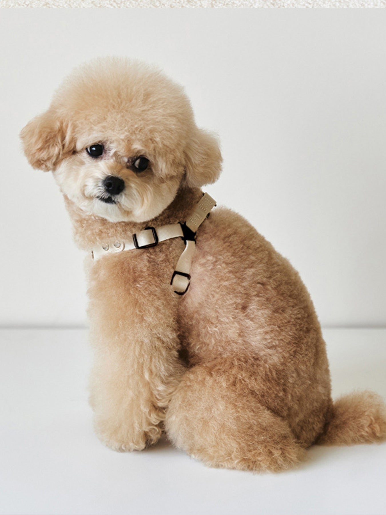 Rivet-Decorated Dog Harness & Leash Set