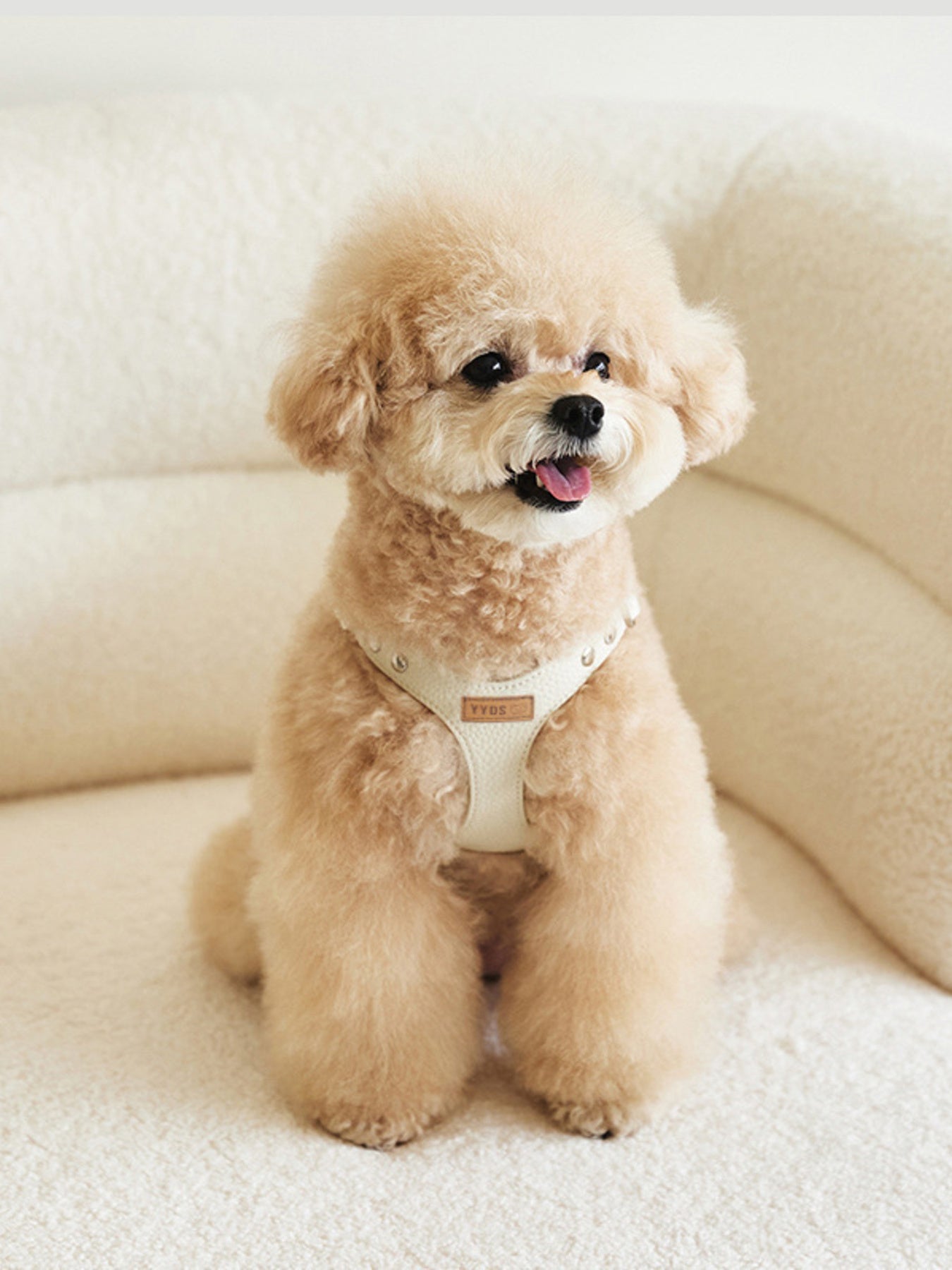 Rivet-Decorated Dog Harness & Leash Set