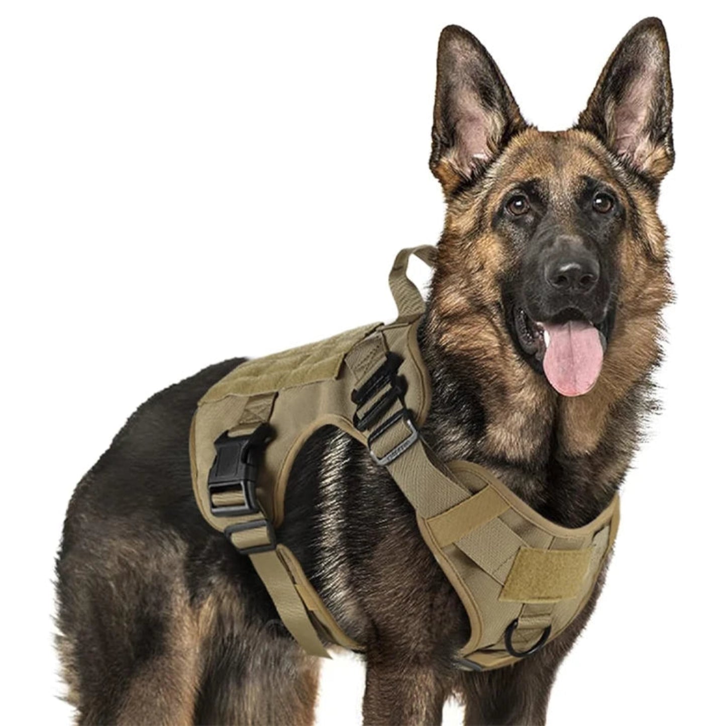 A German Shepherd wearing a tan tactical dog harness with black plastic buckles