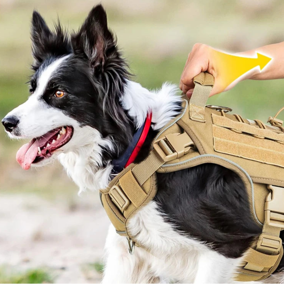 A black and white dog wearing a tan tactical-style harness vest outdoors, with a human hand pulling on the reinforced top handle