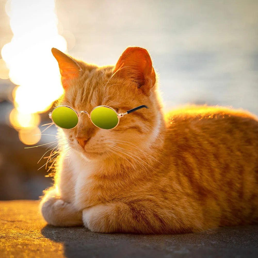 Cat Dog Funny Round Metal Retro Sunglasses with Anti Slip Belt - Best Buddy Store