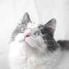 Cat Dog Funny Round Metal Retro Sunglasses with Anti Slip Belt - Best Buddy Store