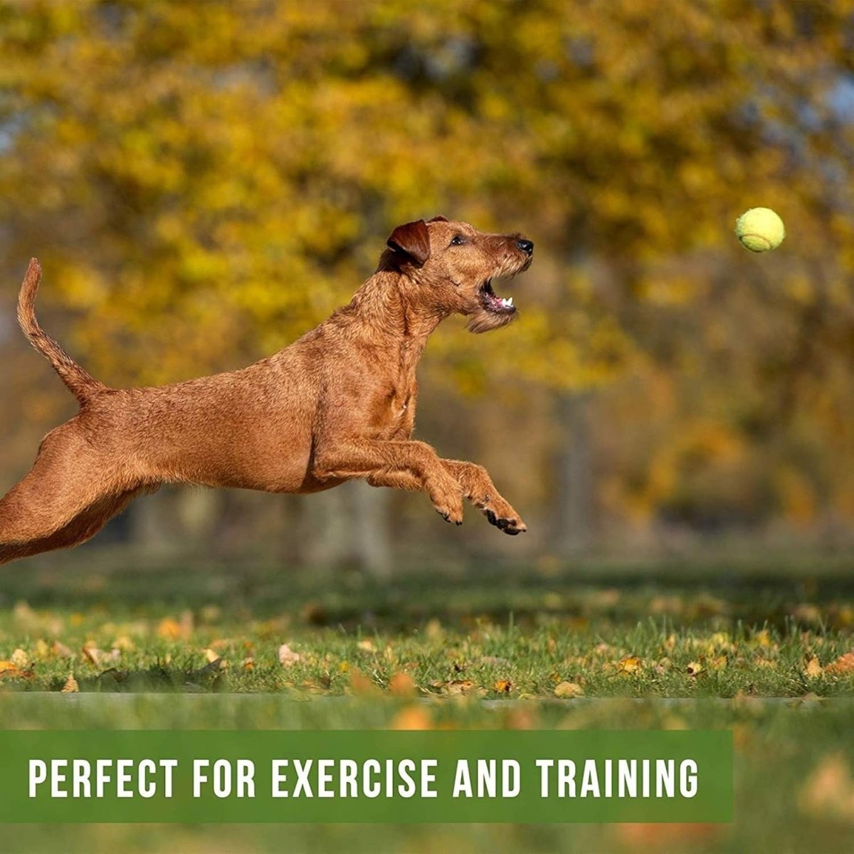 Portable Dog Interactive Ball Thrower\Shooter - Best Buddy Store