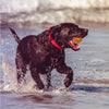 Smart Interactive Dog Ball – Flashing, Rotating, Waterproof Chew Toy - Best Buddy Store