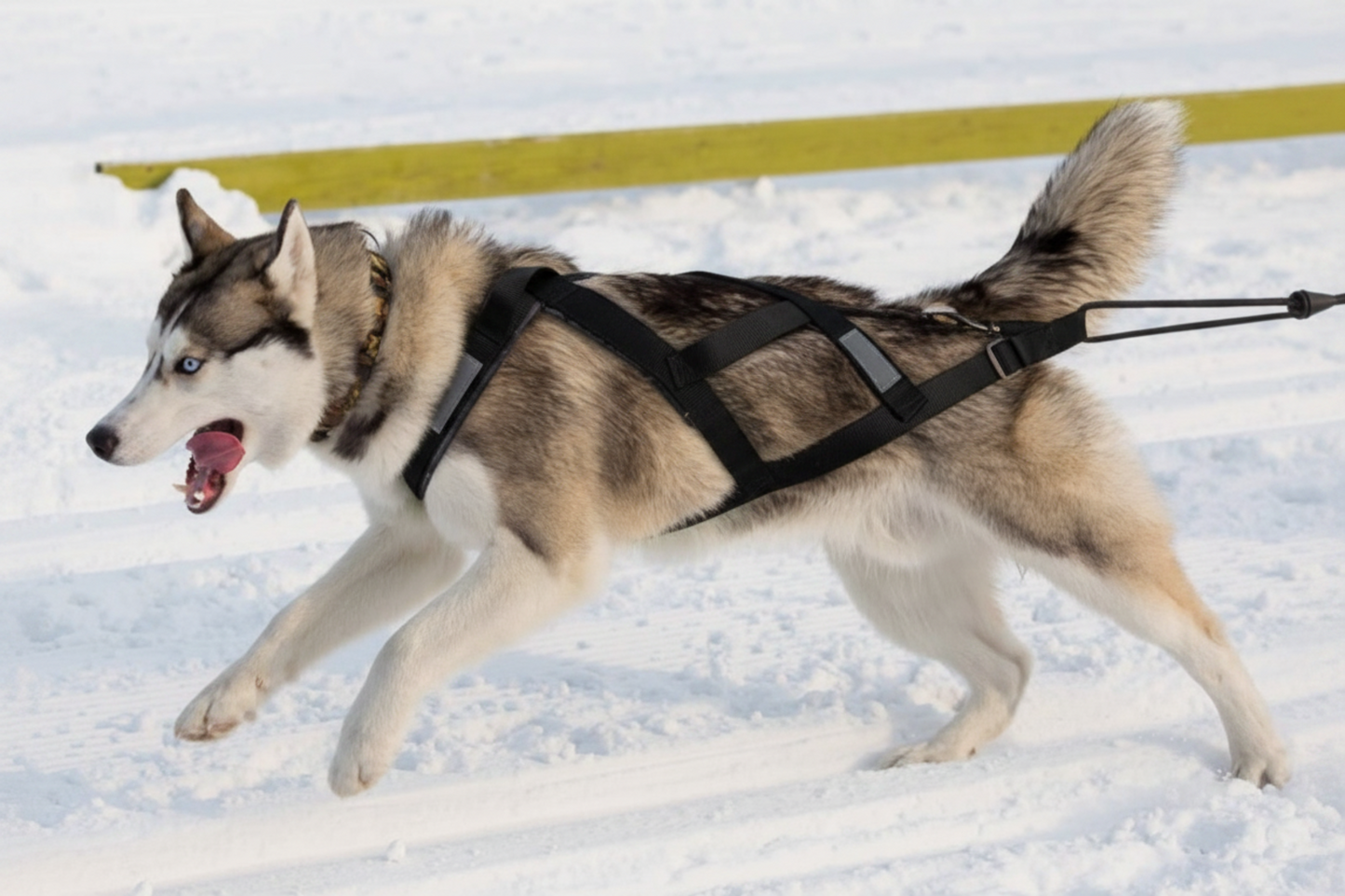 Waterproof Reflective Dog Harness for Sledding & Outdoor Adventures - Best Buddy