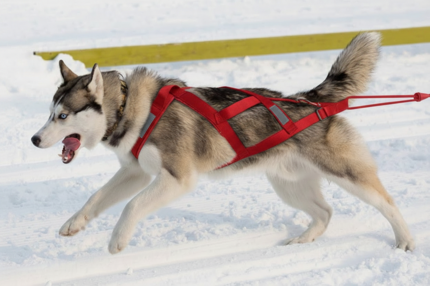 Waterproof Reflective Dog Harness for Sledding & Outdoor Adventures - Best Buddy