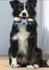 Waterproof Ultrasonic Vibration Anti Barking Automatic Dog Training Collar - Best Buddy Store