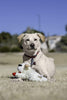 Lambchop Plush Dog Toy with Squeaker - BestBuddyStore