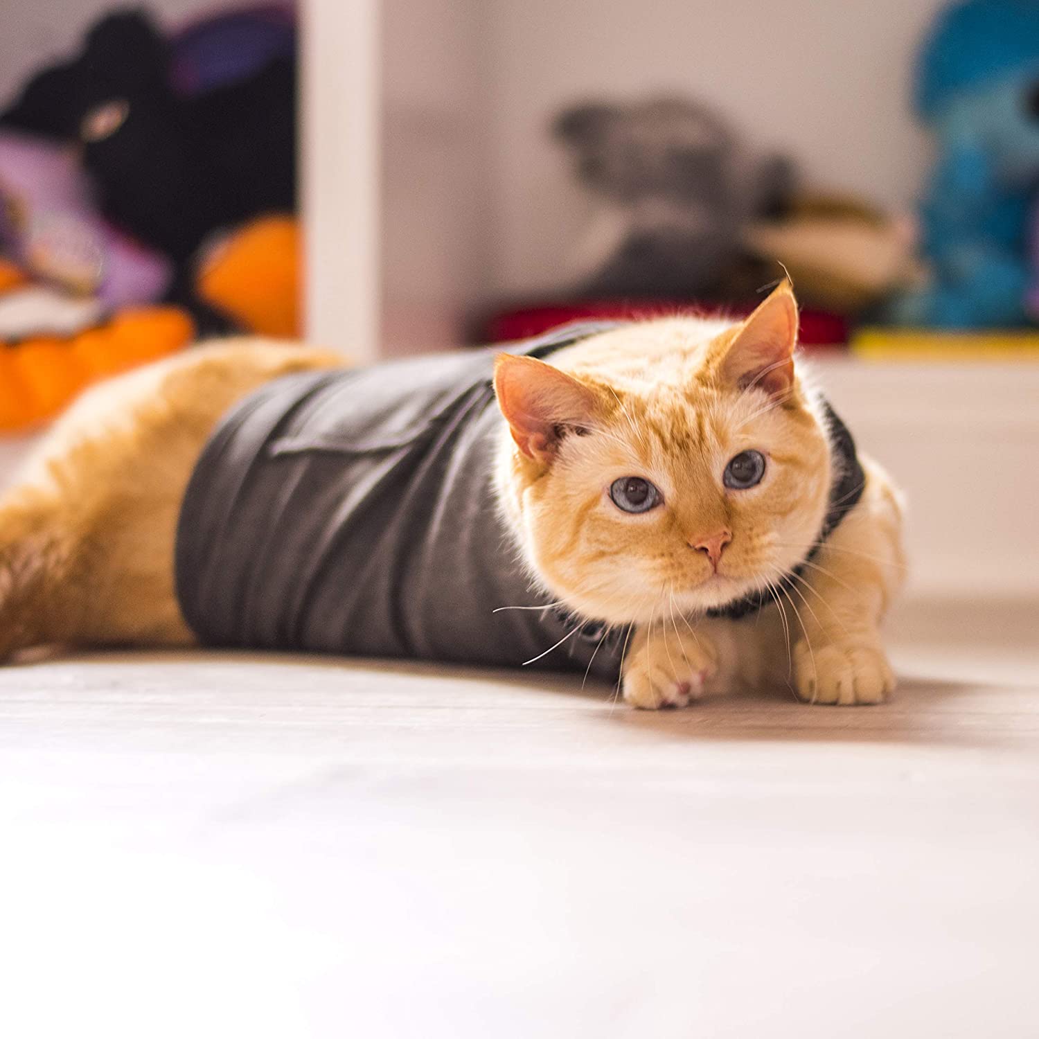 Calming Wrap Shirt for Cats - BestBuddyStore