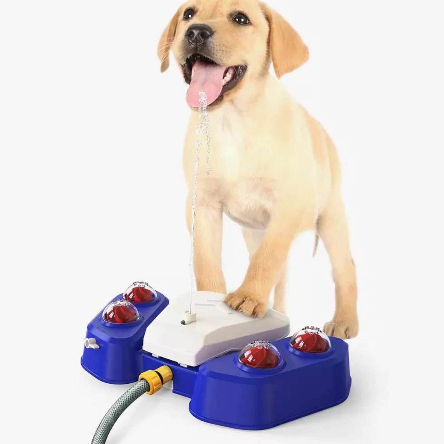 Automatic Dog Water Sprinkler Fountain - Best Buddy Store