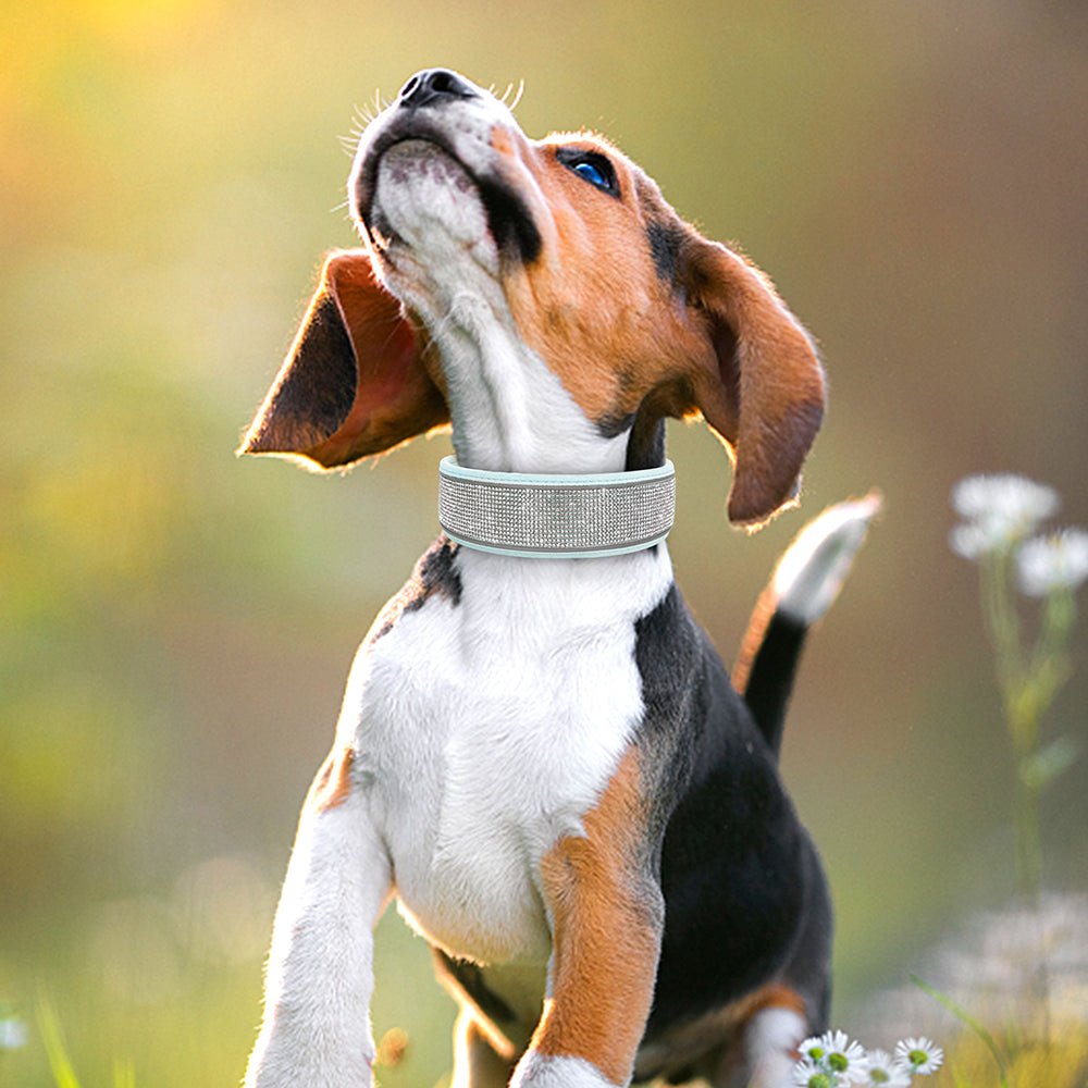 Crystal Reflective Rhinestone Bling Dog Collar - Best Buddy Store