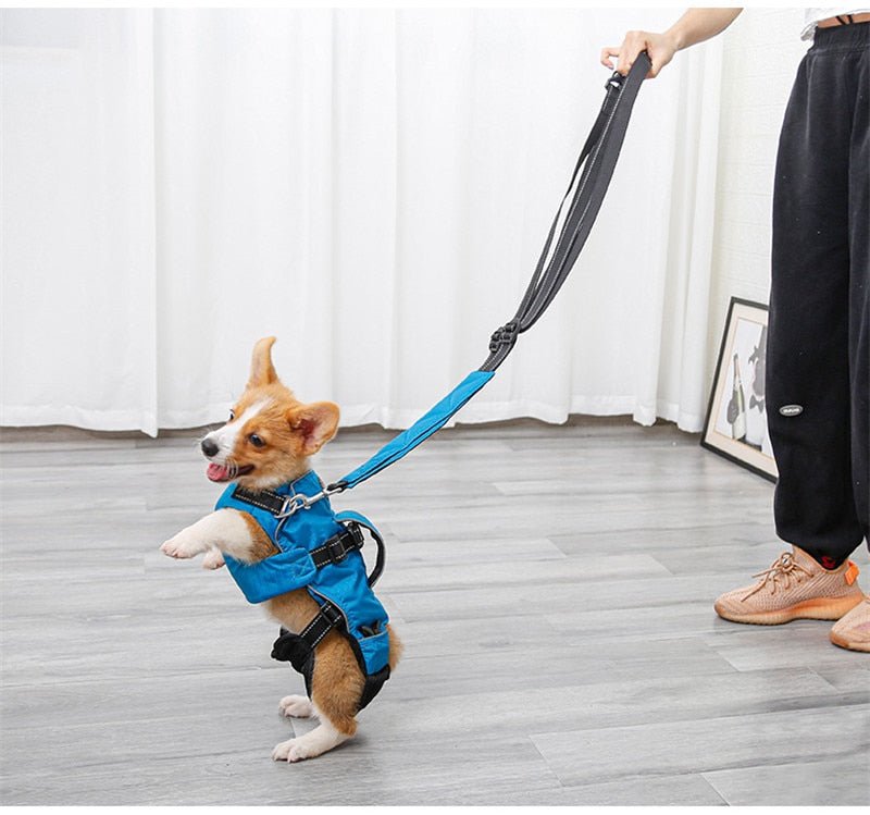 Dog Chest Carrier Harness Backpack with Walking Lead - Best Buddy Store